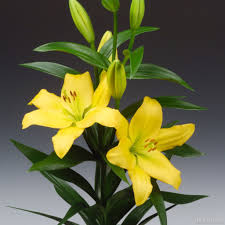 Lilium La Nashville 