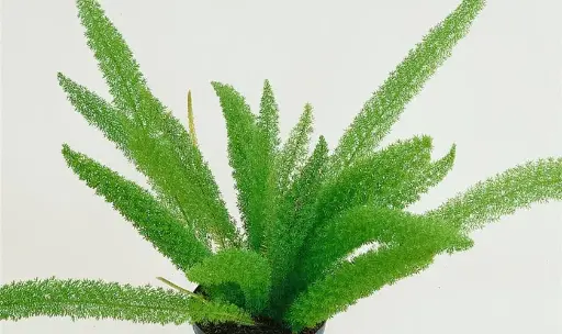 Asparagus Dens Meyers 40Cm