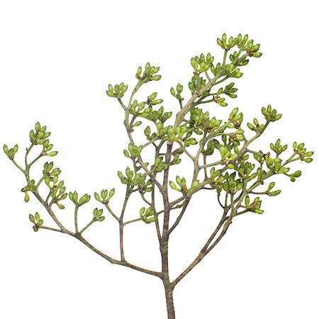Eucalyptus Fresh Doll Stem 50Cm