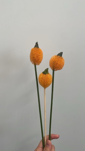 Loafa Sponge Preserved Pick X1 Orange Halloween 50Cm