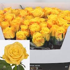 Rosa Basanti 40cm