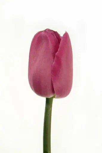Tulipa Barcelona
