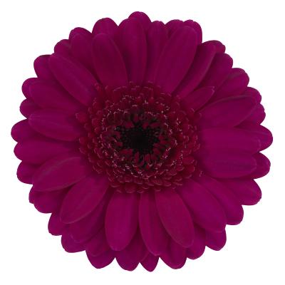 Gerbera Mini Impact