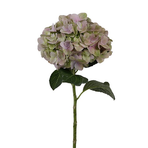 Hydrangea Magical Tender Love Pink 50cm
