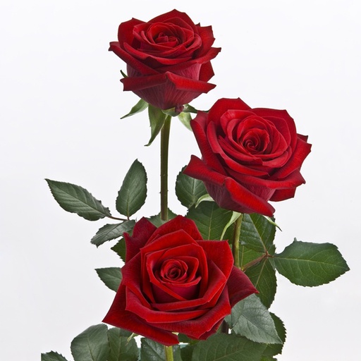 Red Bently 40cm