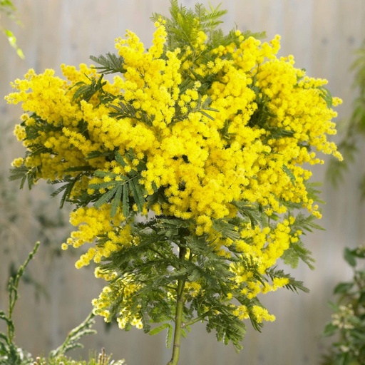 Acacia (Mimosa) 