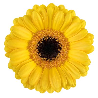 Gerbera Mini Delmonte