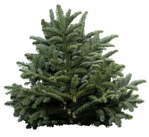 Abies Nobilis Blue Per Pack 