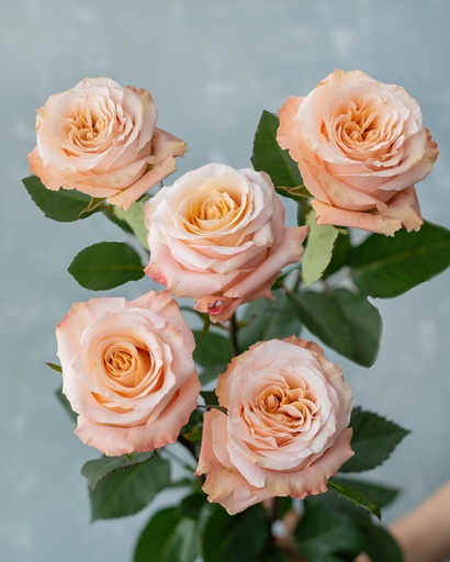 Rose Shimmer 60cm EC