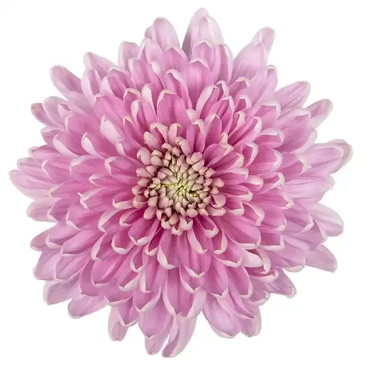 Chrysanthemum Rossano