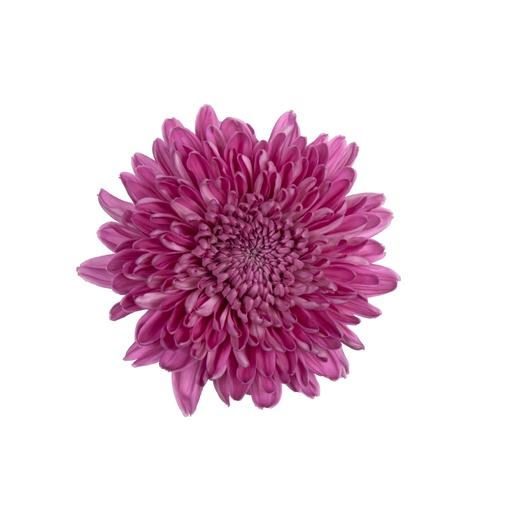 Chrysanthemum Hornbill 60cm 