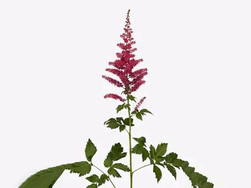 Astilbe Paul Gäarder 60cm