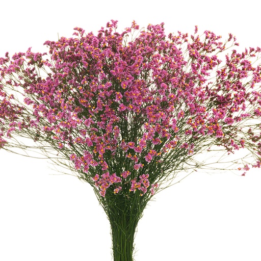 Limonium Tiffany Diamond 60cm