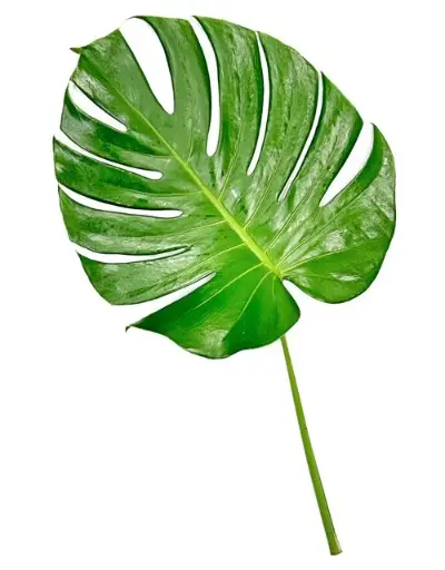 Monstera Extra Long