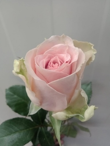 Rose Desert Queen 40cm