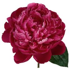 Paeonia Red Bernhardt 50Cm