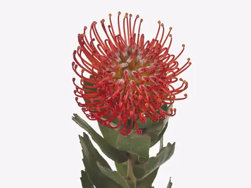 Leucospermum Ayoba Red 40Cm