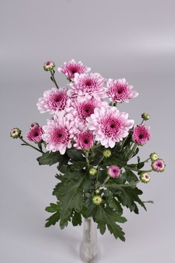 Chrysanthemum Maipo 70cm