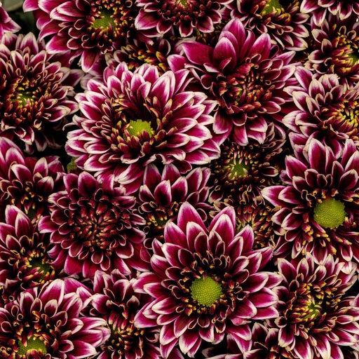 Chrysanthemum Amethyst Dark 70cm