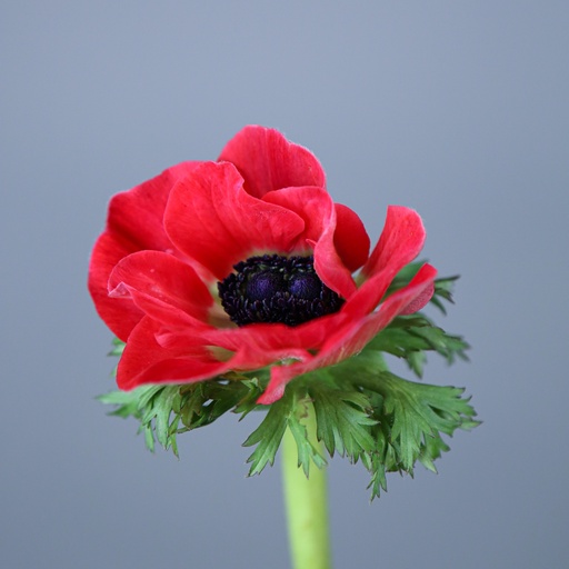 Anemone Marianne Red 50Cm