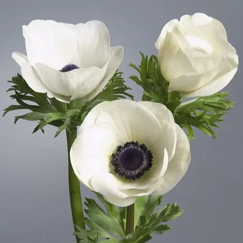 Anemone Marianne Panda 45cm HD