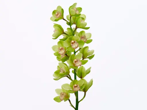 Cymbidium Robin Hood