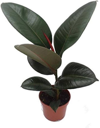 Robosta 12cm Plant