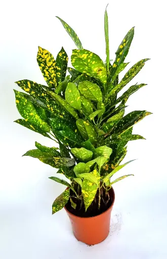 Croton 12cm Plant