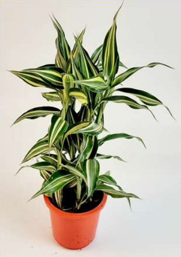 SL Victory 12cm Plant
