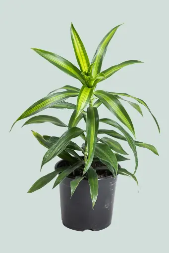 Song of Jamaica 12cm Plant