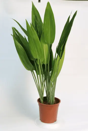 Taliodi 18cm Plant