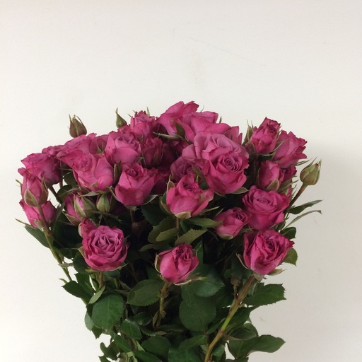 Spray Rose Fiction 50cm