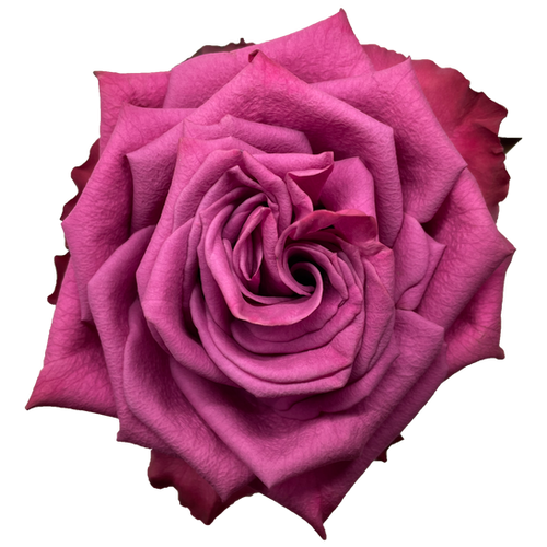 Rose Blue Berry 40cm