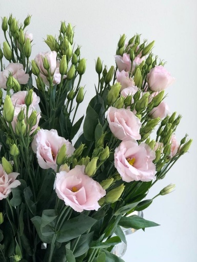 Lisianthus Arena Light Pink Impressive 70cm