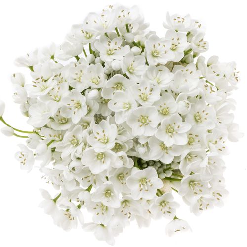 Allium Flocon 55cm