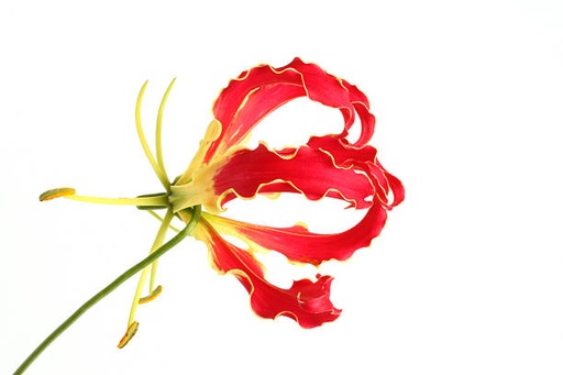 Gloriosa Rothchildiana 60cm
