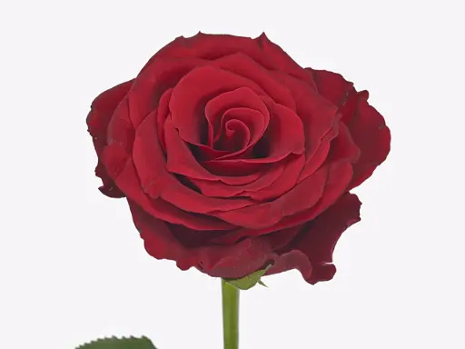 Rose Royal Class 60cm 