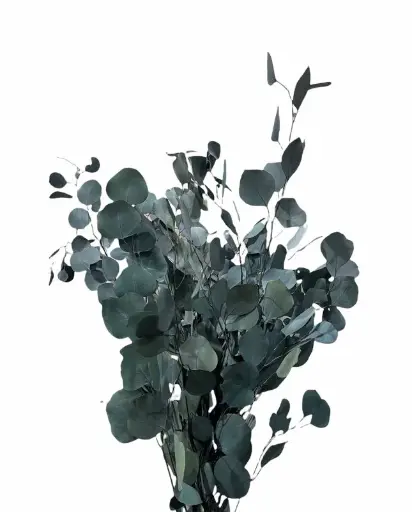 Dry Eucalyptus Dark Green