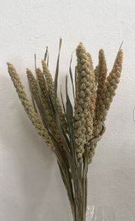 Dry Flower Natural