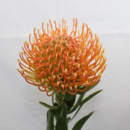 Protea Nutan Ayoba Peach 
