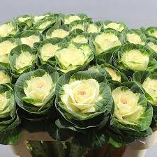 Brassica White Crane 