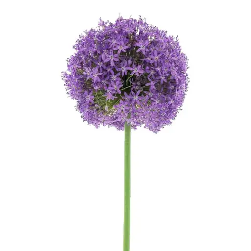 Allium Gladiator 60Cm