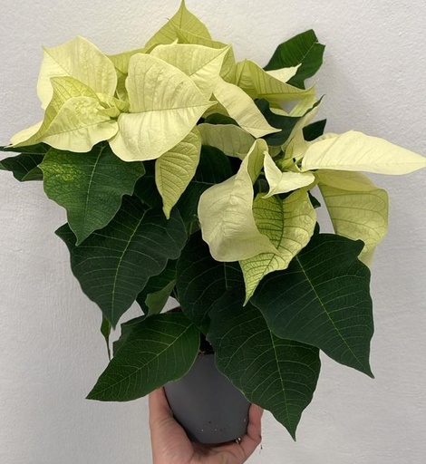 Euphor P Gemengd 13Ø 32Cm