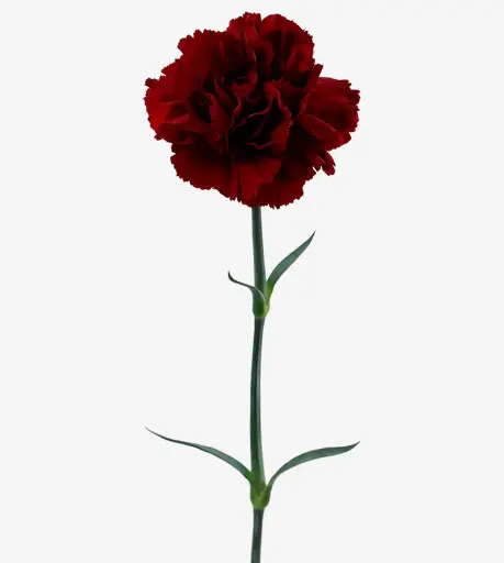 Dianthus Standard Zurigo