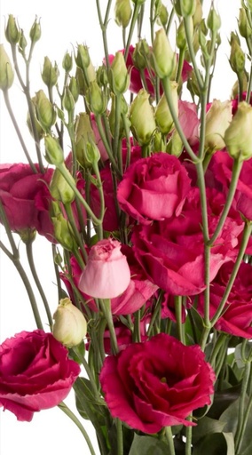 Eustoma Arossa Red