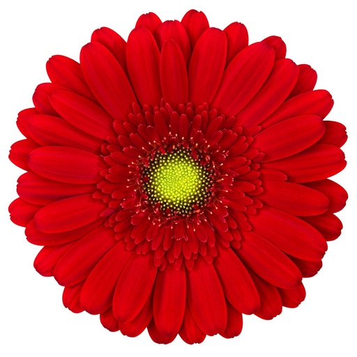 Gerbera Mini Phoenix