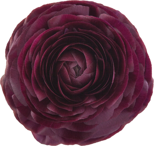 Ranunculus Elegance Viola EC