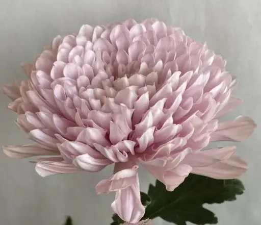 Chrysanthemum Pink EC
