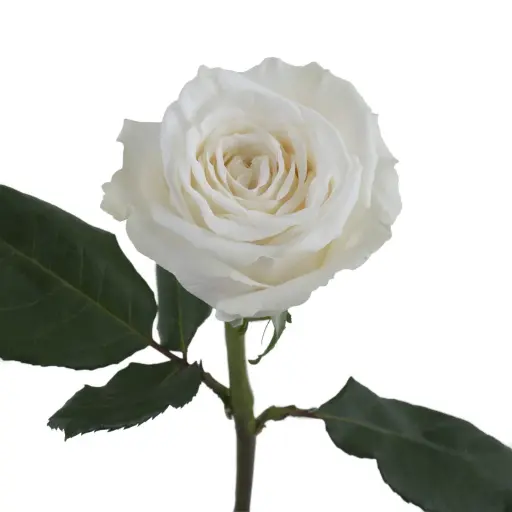 Rose Playa Blanca ECU 40cm
