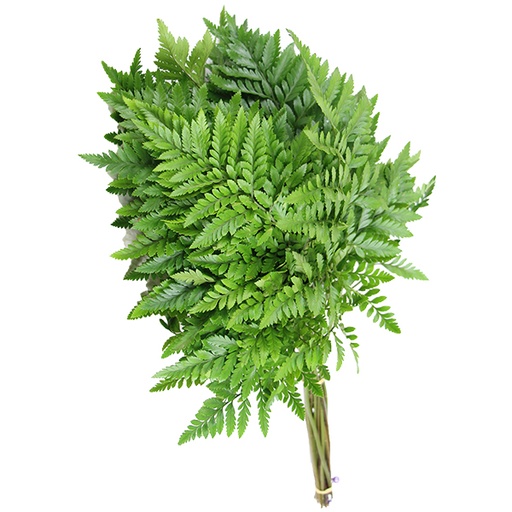 Leather Fern